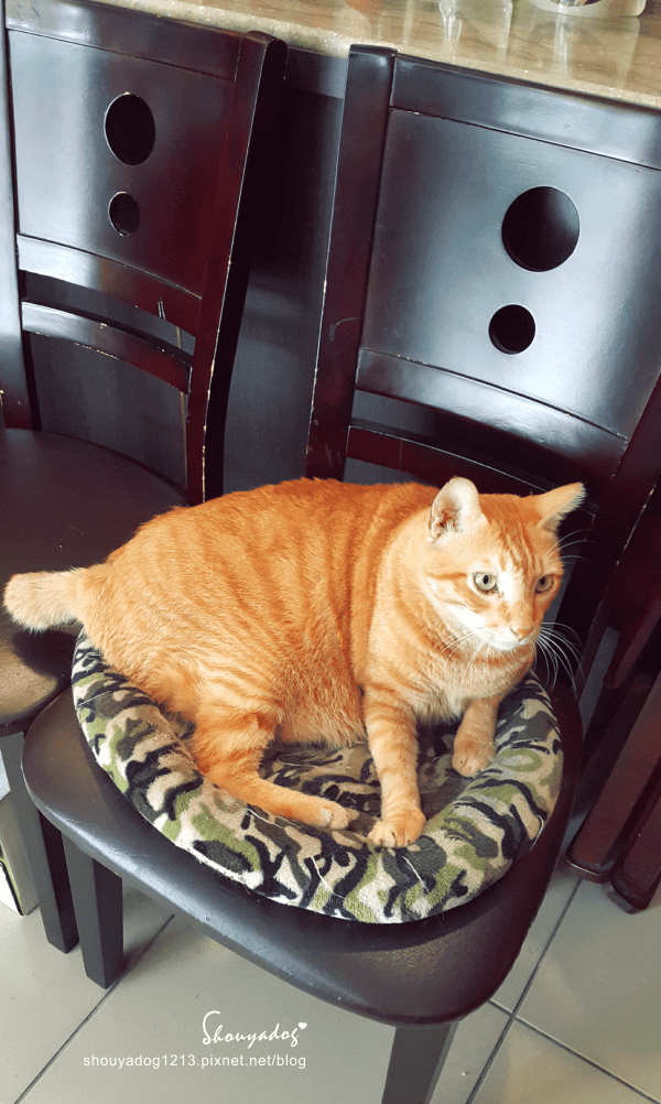 【日式料理】貓咪友善店-曉川日本料理 in 汐止