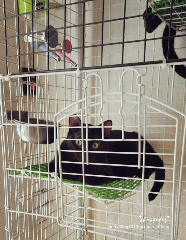 【日式料理】貓咪友善店-曉川日本料理 in 汐止