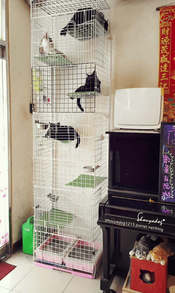 【日式料理】貓咪友善店-曉川日本料理 in 汐止