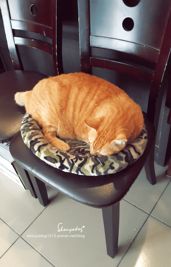 【日式料理】貓咪友善店-曉川日本料理 in 汐止