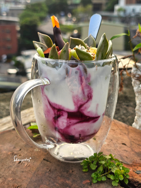 【優格冰淇淋店】SNOW FACTORY 雪坊鮮果優格 法式