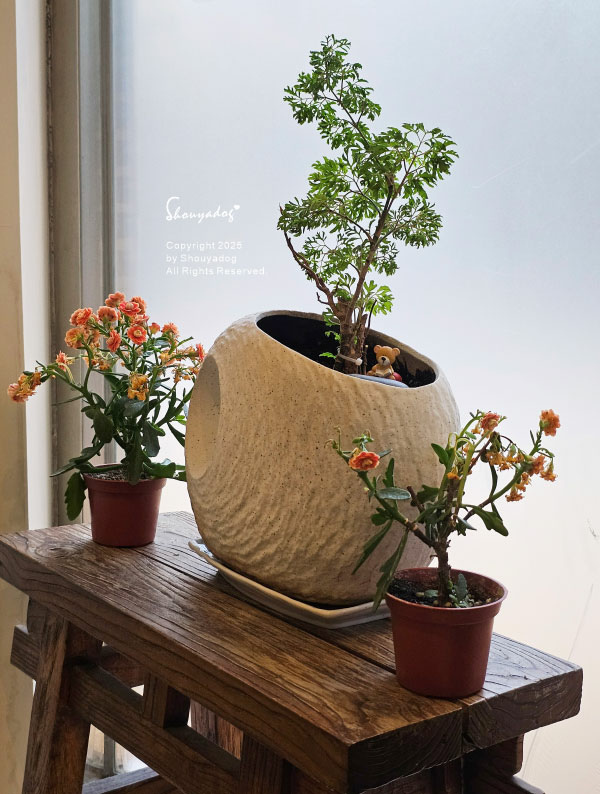 【日本料理】信義區美食 心月懷石日本料理 母親大人慶生首選