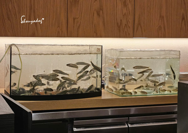 【日本料理】天婦羅 杉村 頂級板前無菜單料理 高級天婦羅初體