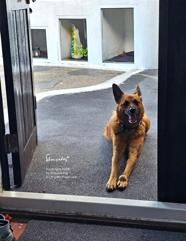 九份神隱之森 森林系秘境民宿 景觀下午茶 九份三天兩夜輕旅行