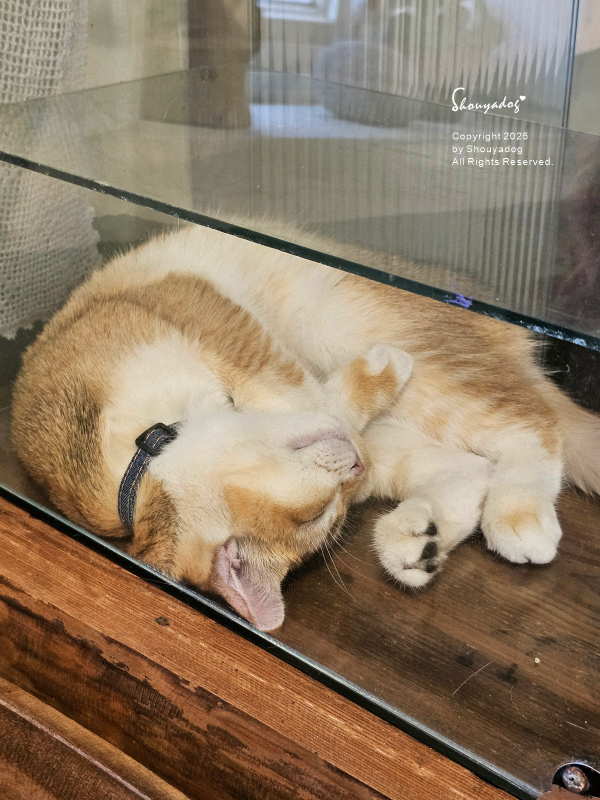 九份暮石民宿 走進九份老街只要30秒 平日早鳥活動免費附贈版