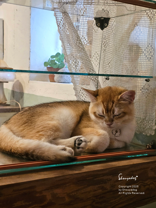 九份暮石民宿 走進九份老街只要30秒 平日早鳥活動免費附贈版