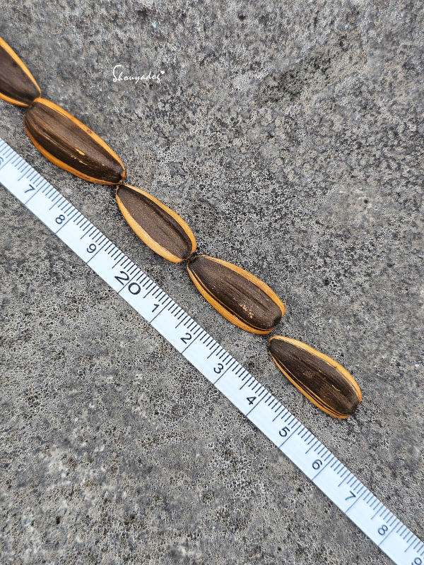 實測 25.5 公分的巨無霸葵瓜子