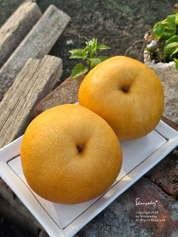 大大的個頭，圓潤飽滿的外型，沉甸甸的份量感，完全就是梨中極品的特徵