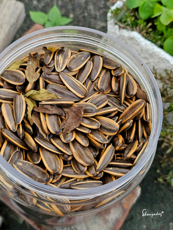 裝好裝滿-實現葵瓜子自由