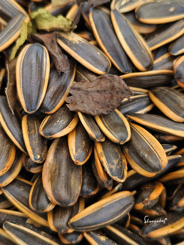 瓜子界的茶葉蛋-精品霧面光澤且個頭碩大