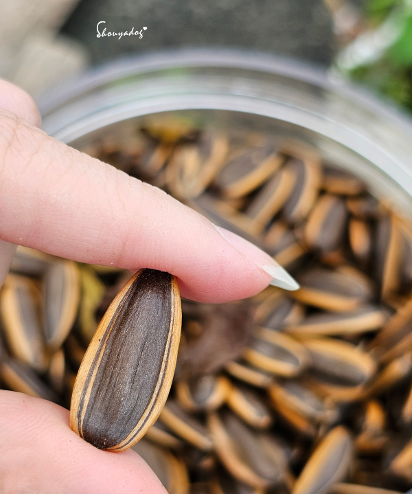 阿華師瓜大大茶煮葵瓜子：精品霧面光澤且個頭碩大