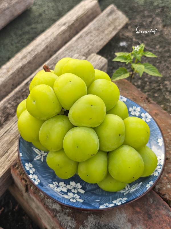 韓國麝香葡萄串，果實緊緻翠綠