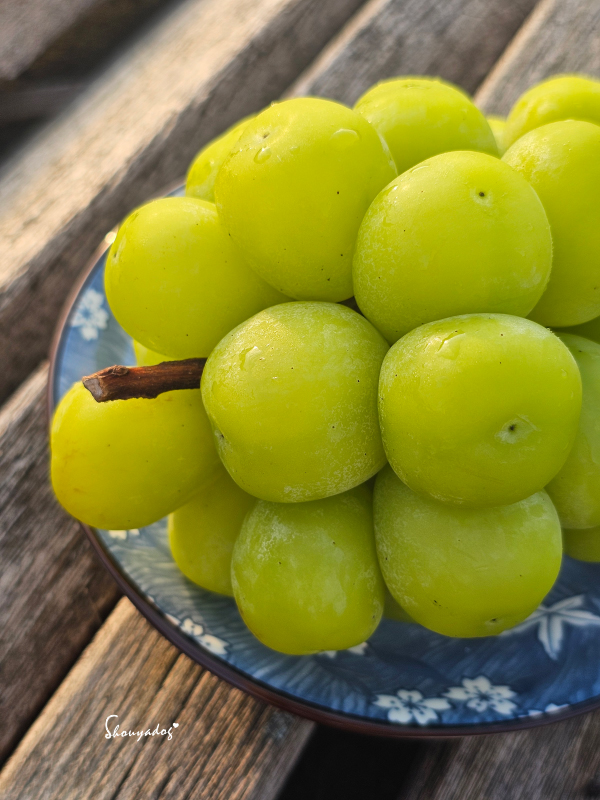 韓國麝香葡萄串，果實緊緻翠綠-陽光照射特寫