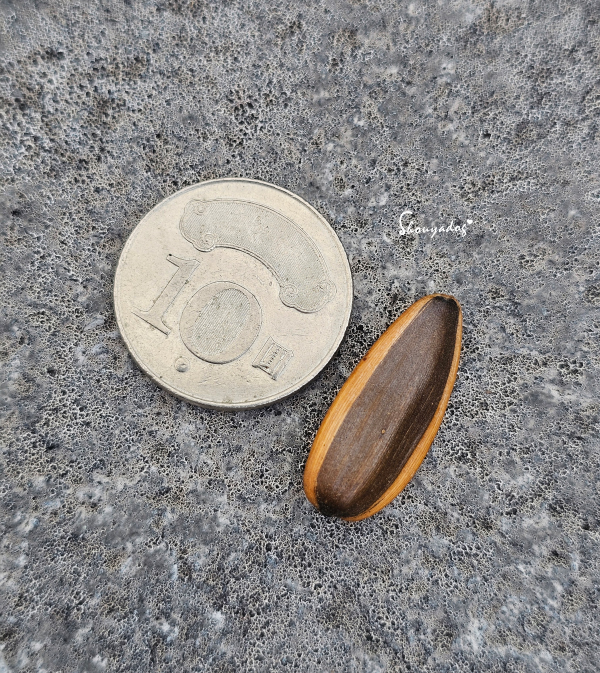 和硬幣一樣高的葵瓜子