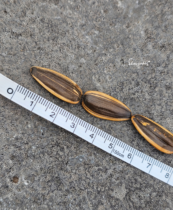 實測 25.5 公分的大瓜子-顆顆飽滿