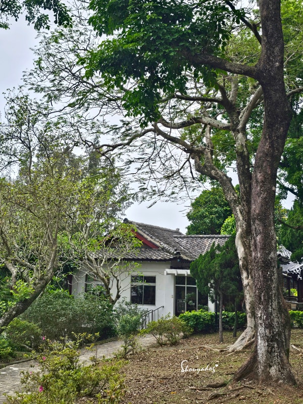 淡水校園秘境|QP Terrace 覺軒會館:森林系玻璃小屋的精緻午餐與宮廷裡的烏龜疊疊樂 - 第44張圖 QP Terrace 覺軒會館-淡江大學森林系餐廳-花園