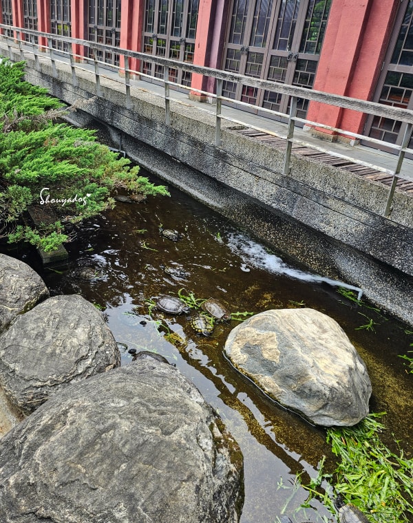 淡水校園秘境|QP Terrace 覺軒會館:森林系玻璃小屋的精緻午餐與宮廷裡的烏龜疊疊樂 - 第52張圖 淡江大學覺軒花園烏龜拍照-有趣烏龜疊疊樂-淡水秘境景點-水流