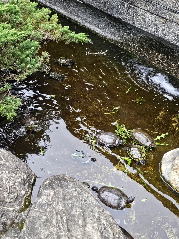 淡水校園秘境|QP Terrace 覺軒會館:森林系玻璃小屋的精緻午餐與宮廷裡的烏龜疊疊樂 - 第53張圖 淡江大學覺軒花園烏龜拍照-有趣烏龜疊疊樂-淡水秘境景點-水流近景