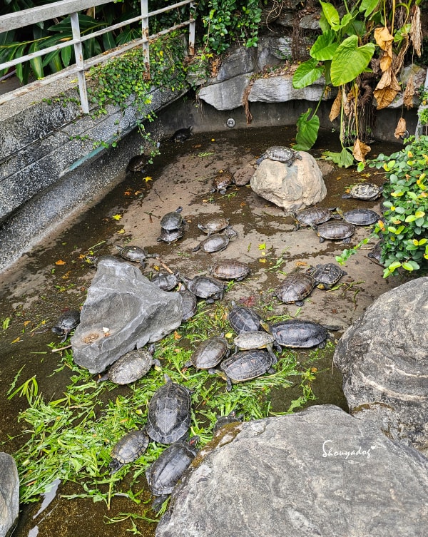 淡水校園秘境|QP Terrace 覺軒會館:森林系玻璃小屋的精緻午餐與宮廷裡的烏龜疊疊樂 - 第54張圖 淡江大學覺軒花園烏龜拍照-有趣烏龜疊疊樂-淡水秘境景點-烏龜群