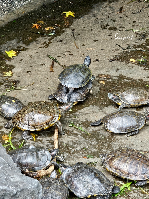 淡水校園秘境|QP Terrace 覺軒會館:森林系玻璃小屋的精緻午餐與宮廷裡的烏龜疊疊樂 - 第55張圖 淡江大學覺軒花園烏龜拍照-有趣烏龜疊疊樂-淡水秘境景點-特寫