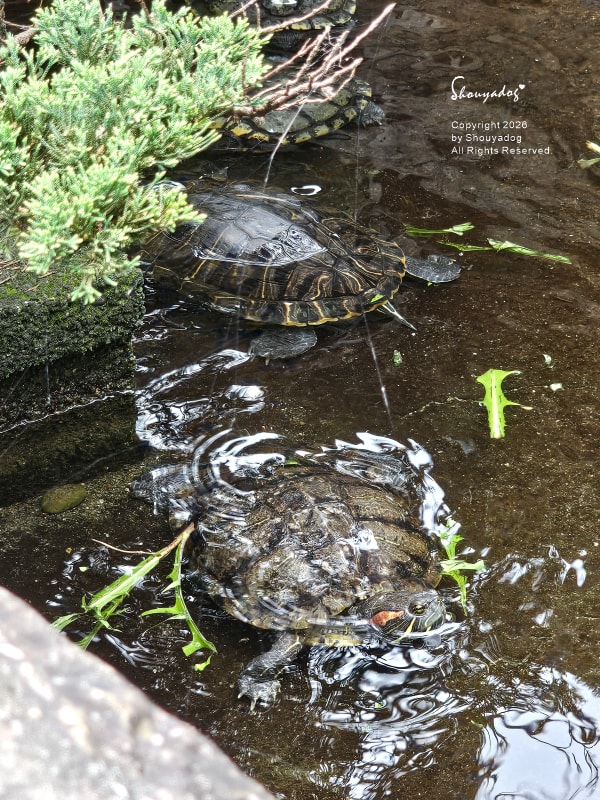 淡水校園秘境|QP Terrace 覺軒會館:森林系玻璃小屋的精緻午餐與宮廷裡的烏龜疊疊樂 - 第56張圖 淡江大學覺軒花園烏龜拍照-有趣烏龜疊疊樂-淡水秘境景點-烏龜戲水
