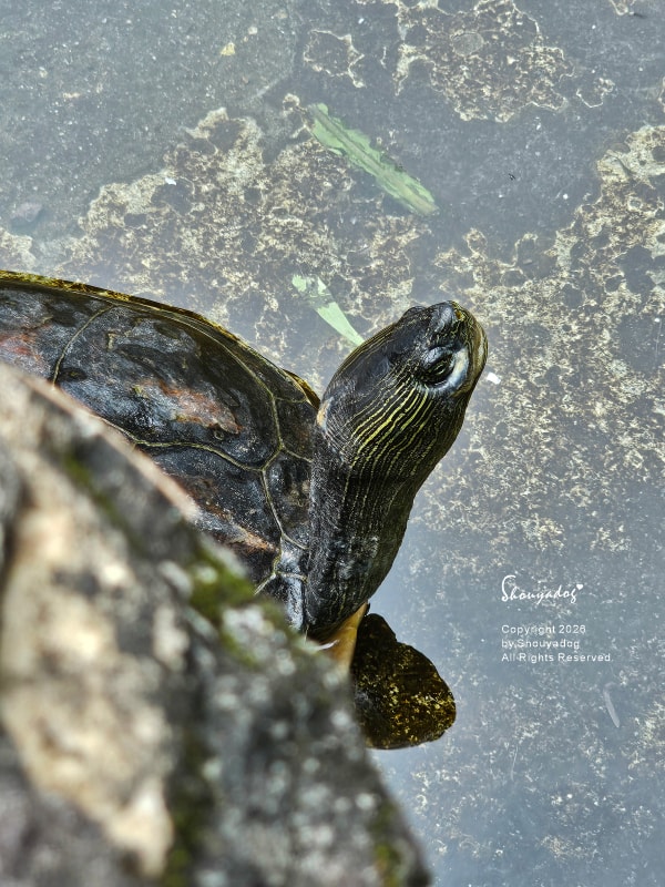 淡水校園秘境|QP Terrace 覺軒會館:森林系玻璃小屋的精緻午餐與宮廷裡的烏龜疊疊樂 - 第58張圖 淡江大學覺軒花園烏龜拍照-有趣烏龜疊疊樂-淡水秘境景點-烏龜表情